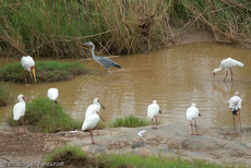 Schmalschnabellöffler (2 von 4).jpg